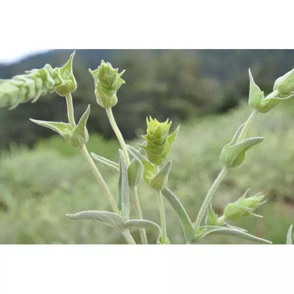Görög hegyi tea - 40g - bio - mrkt.hu