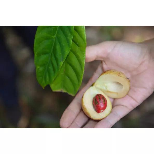 Szerecsendió egész - 25g - bio - mrkt.hu