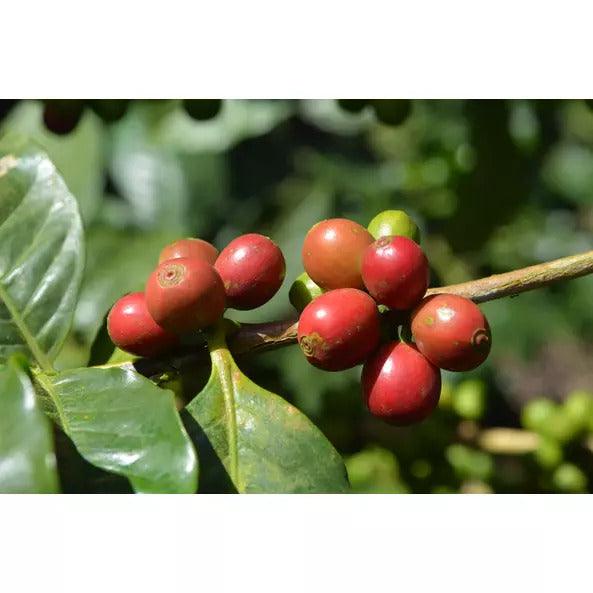 Zöldkávé - 18db - bio - mrkt.hu